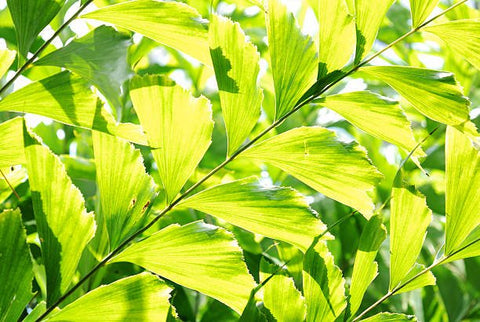 Fish Tail Palm (Caryota mitis) - PlantologyUSA - 7 gallon