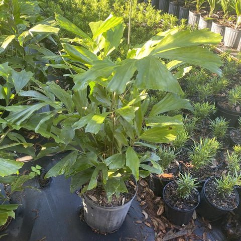 Fish Tail Palm (Caryota mitis) - PlantologyUSA - 7 gallon