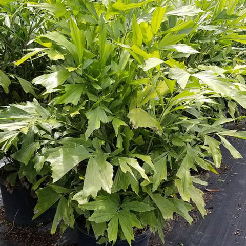 Fish Tail Palm (Caryota mitis) - PlantologyUSA - 7 gallon