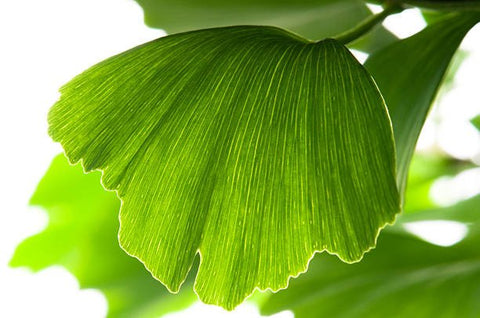 Fish Tail Palm (Caryota mitis) - PlantologyUSA - 7 gallon