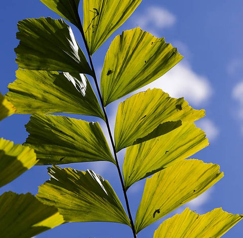 Fish Tail Palm (Caryota mitis) - PlantologyUSA - 7 gallon
