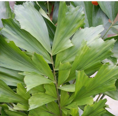Fishtail Palm (Caryota mitis) - PlantologyUSA - 7 gallon