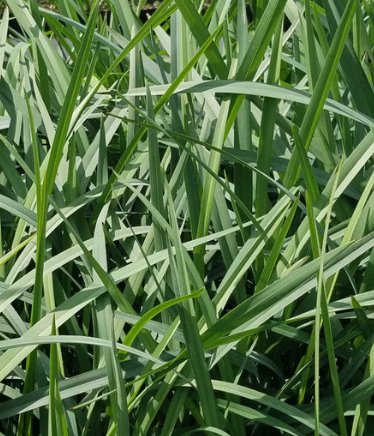 Flax Lily (Dianella revoluta 'Baby Bliss') - PlantologyUSA - Small 8-10"
