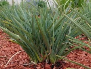Flax Lily (Dianella revoluta 'Baby Bliss') - PlantologyUSA - Small 8-10"