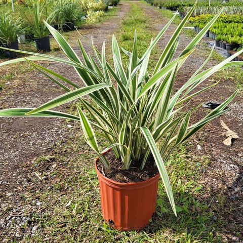 Flax Lily Variegated (Dianella tasmanica 'Variegata') - PlantologyUSA - 3 Gallon