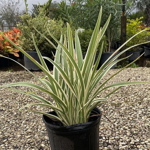 Flax Lily Variegated (Dianella tasmanica 'Variegata') - PlantologyUSA - 3 Gallon