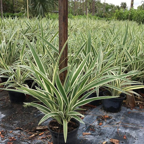 Flax Lily Variegated (Dianella tasmanica 'Variegata') - PlantologyUSA - 3 Gallon