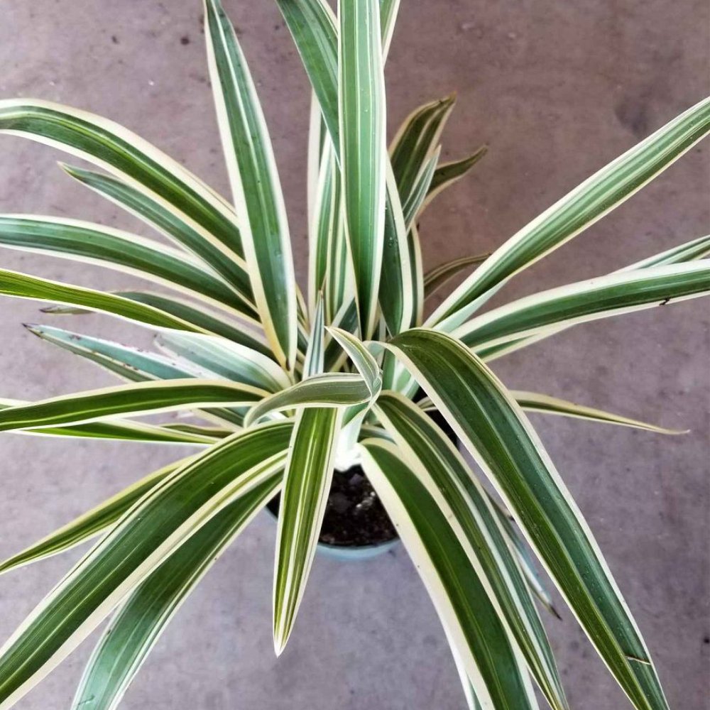 white striped tasman flax lily Flax Lily Variegated (Dianella tasmanica 'Variegata')