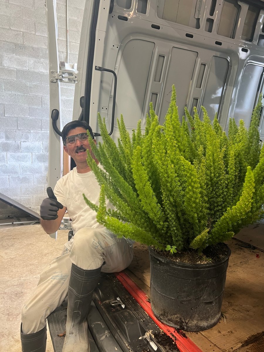 fox & fern plant pot Foxtail Fern (Asparagus densiflorus 'Meyerii')
