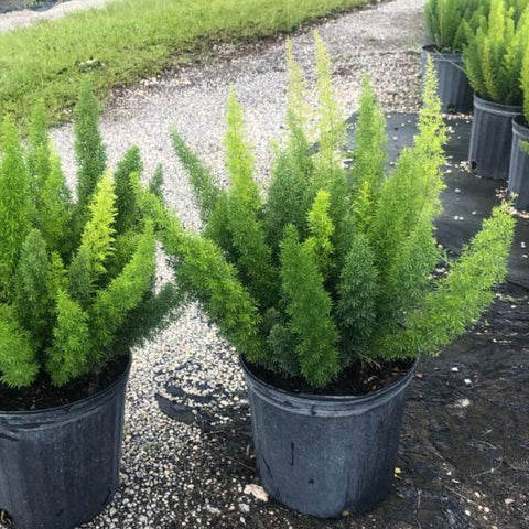 Foxtail Fern (Asparagus densiflorus 'Meyerii') - PlantologyUSA - Medium