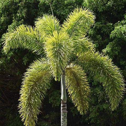 Foxtail Palm Single (Wodyetia bifurcata) - PlantologyUSA - 3-4 feet