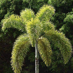 Foxtail Palm Single (Wodyetia bifurcata)