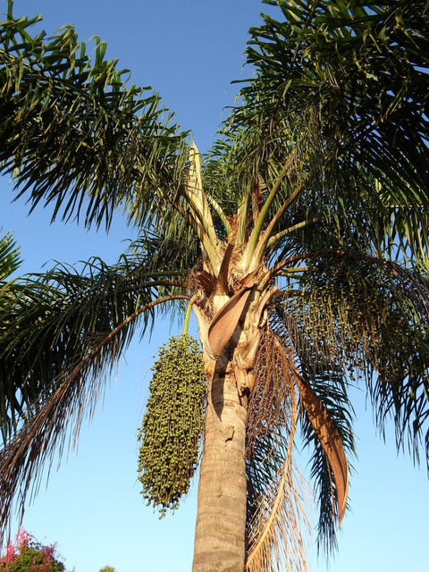 Foxtail Palm Single (Wodyetia bifurcata) - PlantologyUSA - 3-4 feet