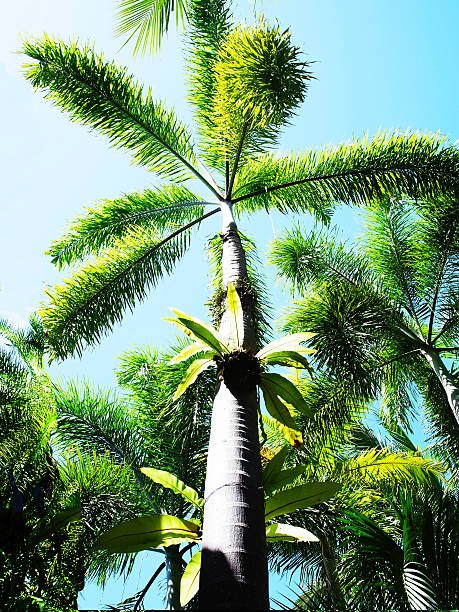 Foxtail Palm Single (Wodyetia bifurcata) - PlantologyUSA - 3-4 feet
