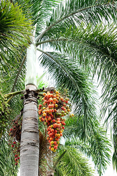 Foxtail Palm Single (Wodyetia bifurcata) - PlantologyUSA - 3-4 feet