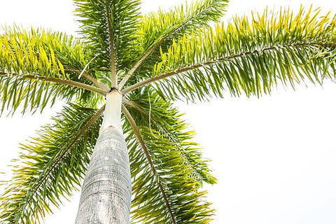 Foxtail Palm Single (Wodyetia bifurcata) - PlantologyUSA - 3-4 feet