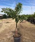 Foxtail Palm Single (Wodyetia bifurcata) - PlantologyUSA - Growers Special 4-5 feet