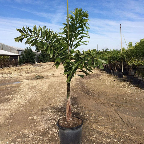 Foxtail Palm Single (Wodyetia bifurcata) - PlantologyUSA - Growers Special 4-5 feet