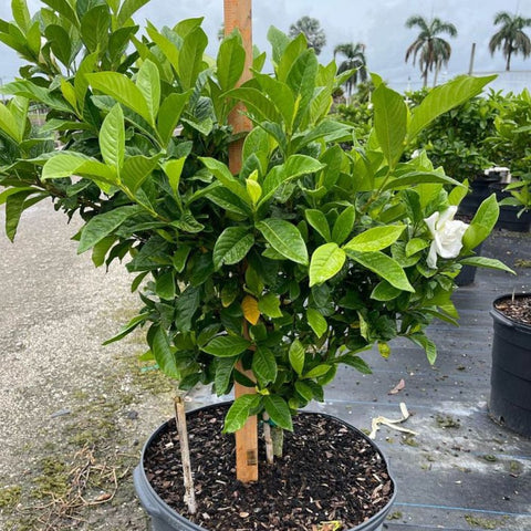 Gardenia Miami Supreme Bush (Gardenia Jasminoides 'Miami Supreme') - PlantologyUSA - 7 Gallon