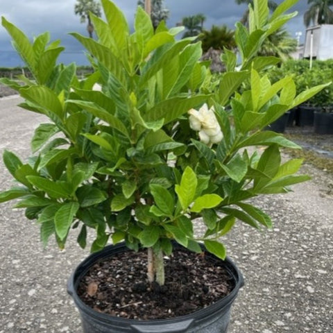 Gardenia Miami Supreme Bush (Gardenia Jasminoides 'Miami Supreme') - PlantologyUSA - 7 Gallon