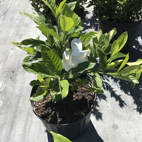 Gardenia Miami Supreme Bush (Gardenia Jasminoides 'Miami Supreme') - PlantologyUSA - 7 Gallon