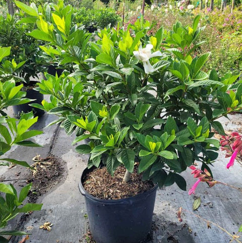 Gardenia Miami Supreme Bush (Gardenia Jasminoides 'Miami Supreme') - PlantologyUSA - 7 Gallon