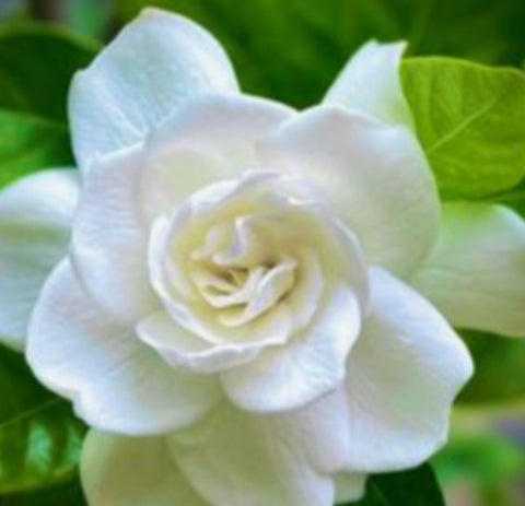 Gardenia Miami Supreme Bush (Gardenia Jasminoides 'Miami Supreme') - PlantologyUSA - 7 Gallon
