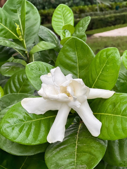 Gardenia Tahitian Bush (Gardenia taitensis)