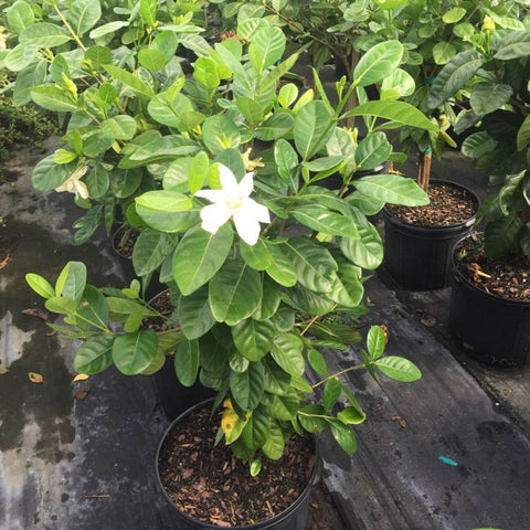 Gardenia Tahitian Standard (Gardenia taitensis) - PlantologyUSA - 5 feet