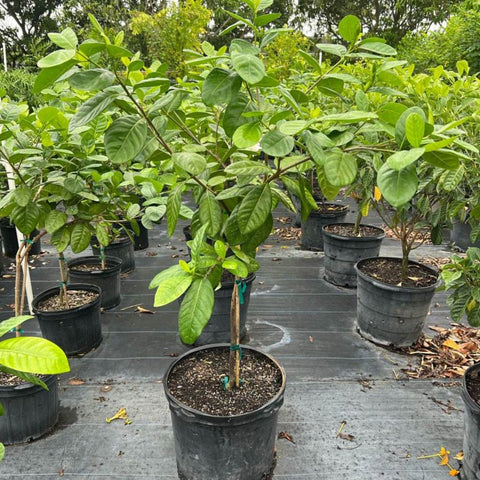 Gardenia Tahitian Standard (Gardenia taitensis) - PlantologyUSA - 5 feet