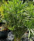 Giant Egyptian Papyrus (Cyperus papyrus) - PlantologyUSA - 3 Gallon