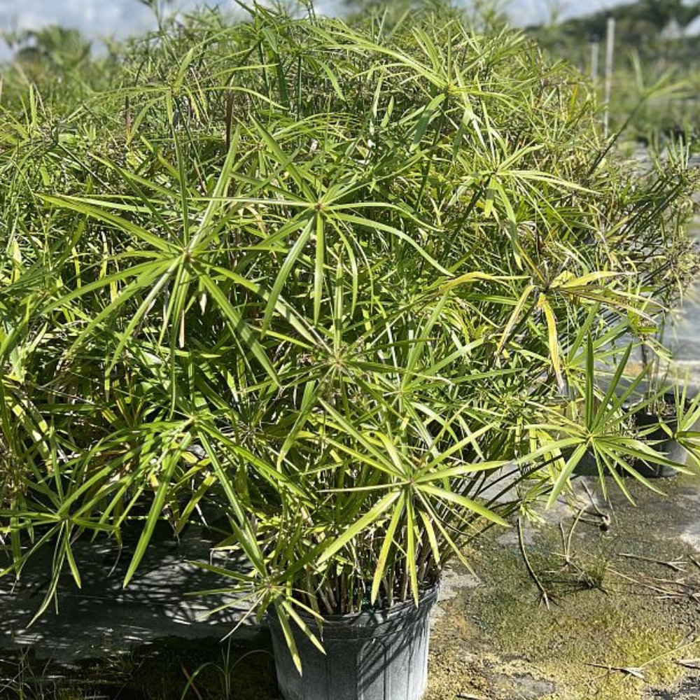 papyrus indoor plant Giant Egyptian Papyrus (Cyperus papyrus)