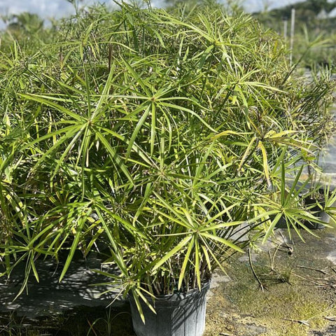Giant Egyptian Papyrus (Cyperus papyrus) - PlantologyUSA - 3 Gallon