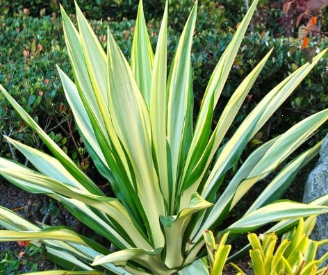 Giant False Agave, Variegated (Furcraea foetida) from Plantology USA 01