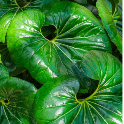 Giant Leopard Plant (Farfugium Giganteum) from Plantology USA 03