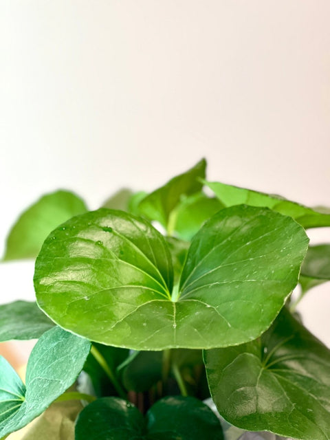 Giant Leopard Plant (Farfugium Giganteum)