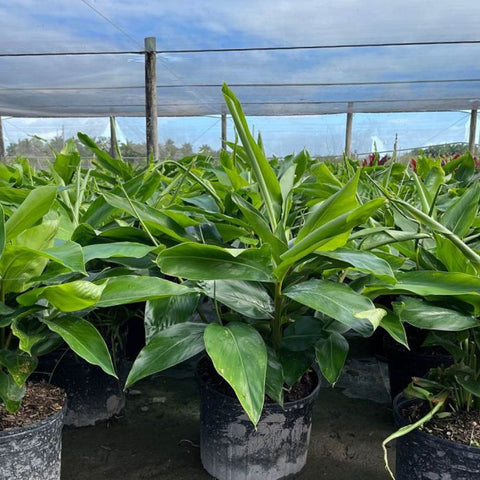 Ginger Shell Green (Alpinia zerumbet) from Plantology USA 04