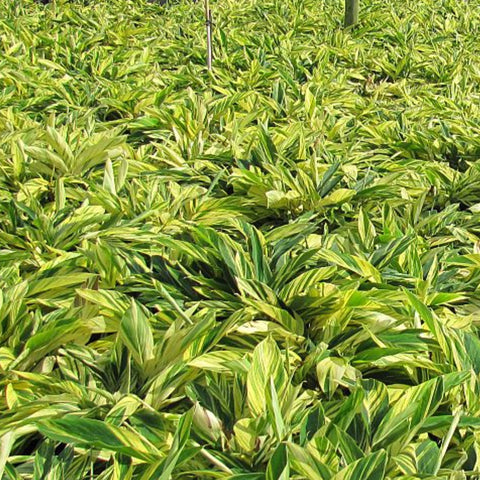 Ginger Shell Varigated (Alpinia zerumbet 'Variegata') from Plantology USA 04