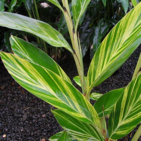 Ginger Shell Varigated (Alpinia zerumbet 'Variegata') from Plantology USA 05