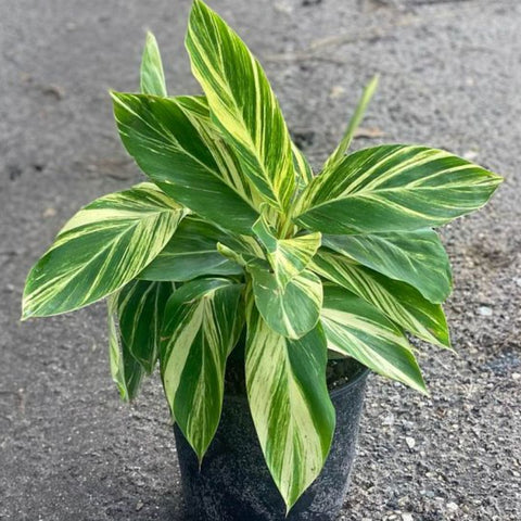 Ginger Shell Varigated (Alpinia zerumbet 'Variegata') from Plantology USA 02