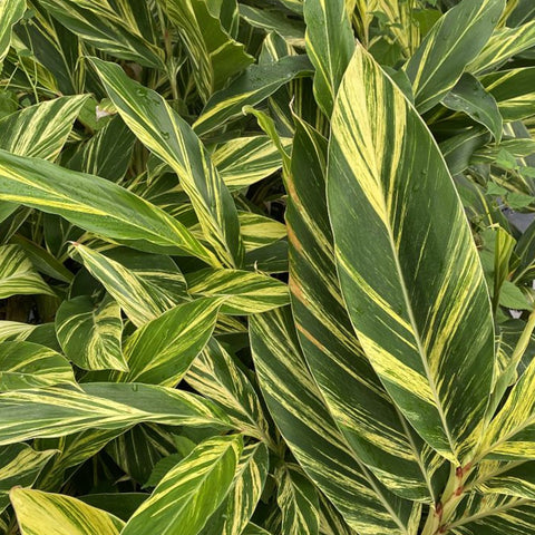 Ginger Shell Varigated (Alpinia zerumbet 'Variegata') from Plantology USA 01