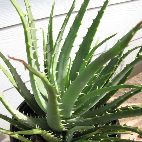 Hedgehog Aloe (Aloe Humilis Echinata) from Plantology USA 01