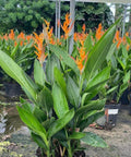 Heliconia 'Choconiana' (Heliconia psittacorum) from Plantology USA 05