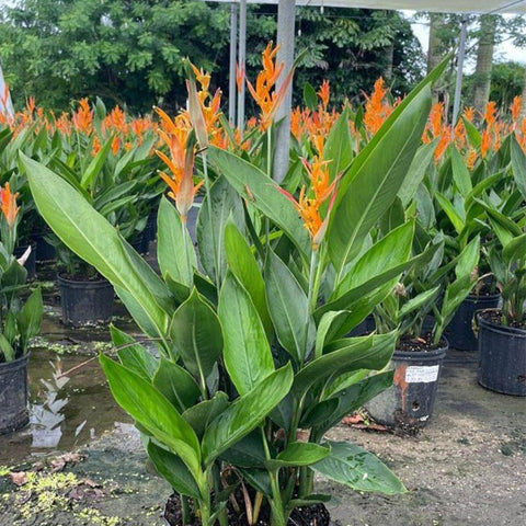 Heliconia 'Choconiana' (Heliconia psittacorum) from Plantology USA 05