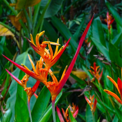 Heliconia 'Choconiana' (Heliconia psittacorum) from Plantology USA 02