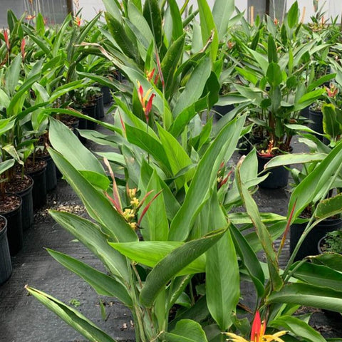 Heliconia Psittacorum 'Lady Di'