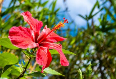 Hibiscus Bush Fire Queen (Hibiscus rosa-sinensis) from Plantology USA 02