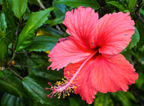 Hibiscus Bush Fire Queen (Hibiscus rosa-sinensis) from Plantology USA 01