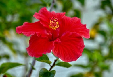 Hibiscus Bush Snow Queen (Hibiscus rosa-sinensis) - PlantologyUSA - Medium 16-18"