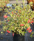 Hibiscus Bush Snow Queen (Hibiscus rosa-sinensis) - PlantologyUSA - Medium 16-18"